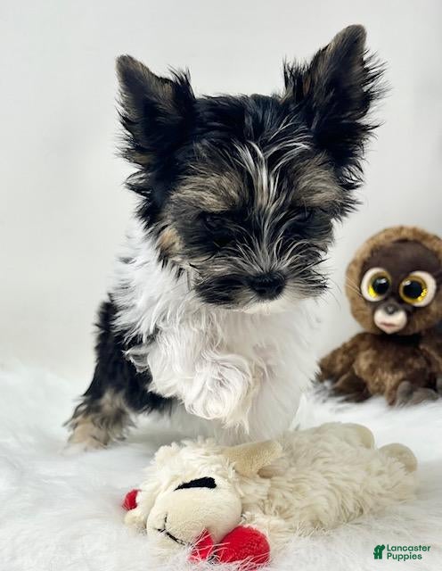 Biewer Terrier dogs Biewer Terrier Puppy 1 - Ad 2