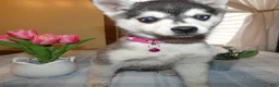 Alaskan Klee Kai dogs for sale: Alaskan Klee Kai Puppy 1 - Ad 4
