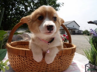 Welsh Corgi Pembroke dogs - Ad 42