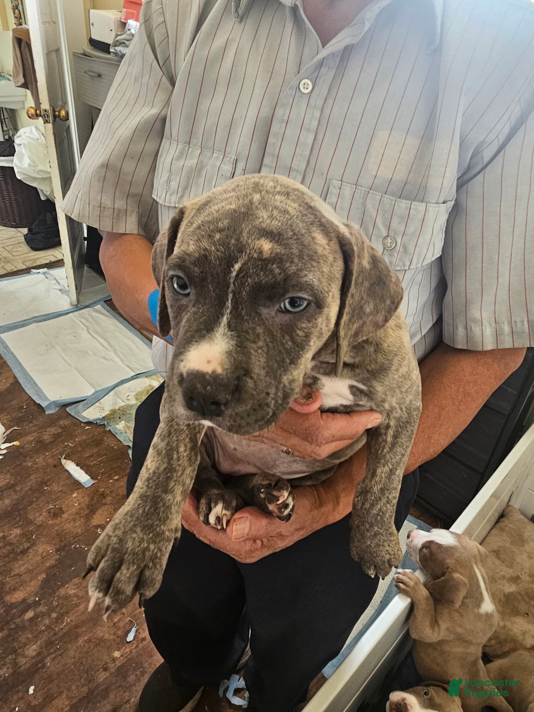 American Pit Bull Terrier dogs for sale: American Pit Bull Terrier Puppy 7 - Ad 1