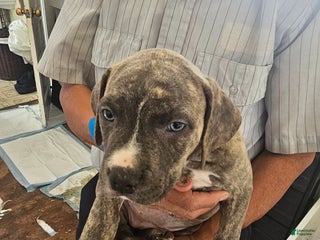 American Pit Bull Terrier dogs American Pit Bull Terrier Puppy 7 - Ad 2