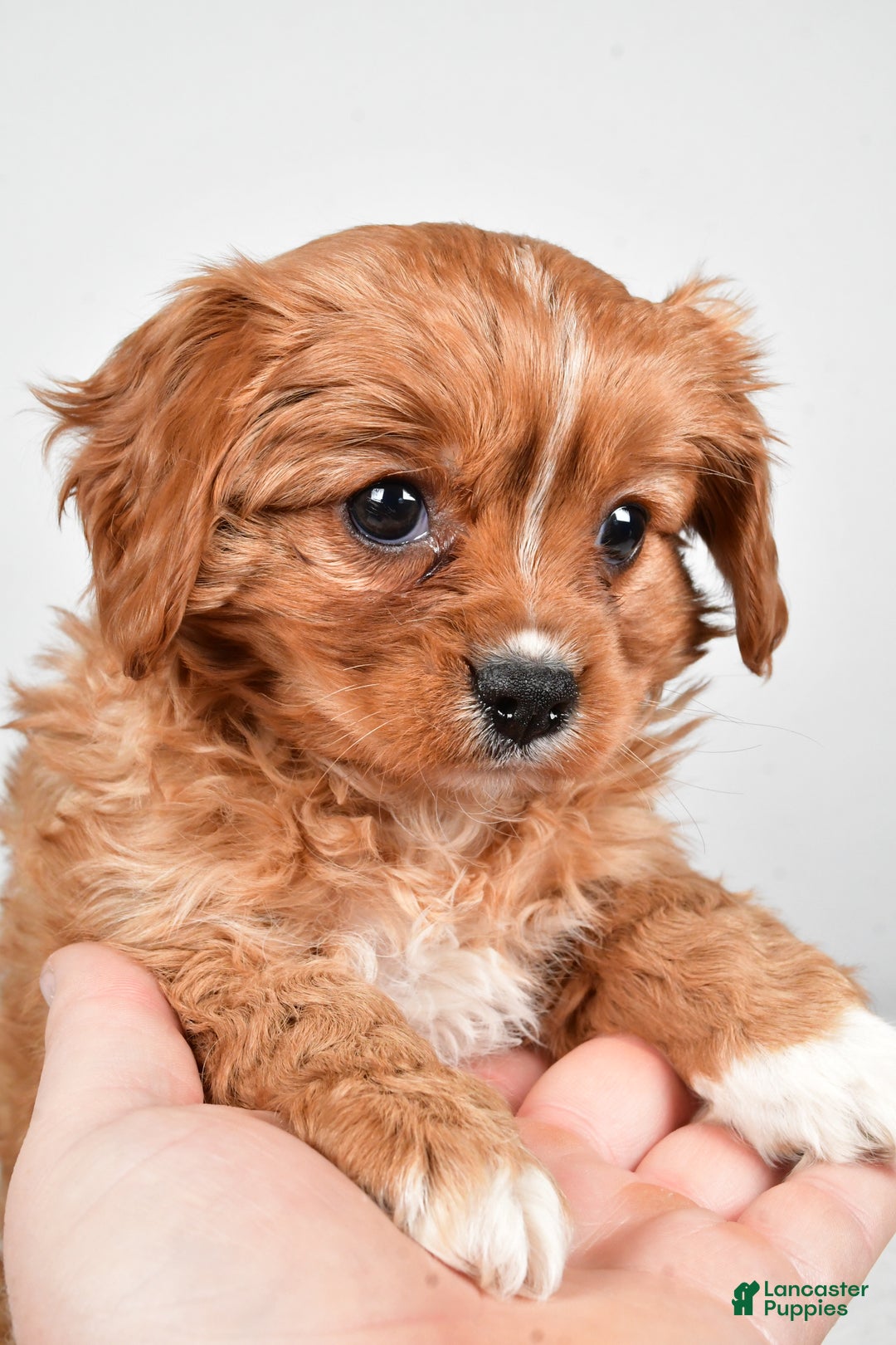 Cavapoo dogs for sale: Pearl f one b - Ad 8