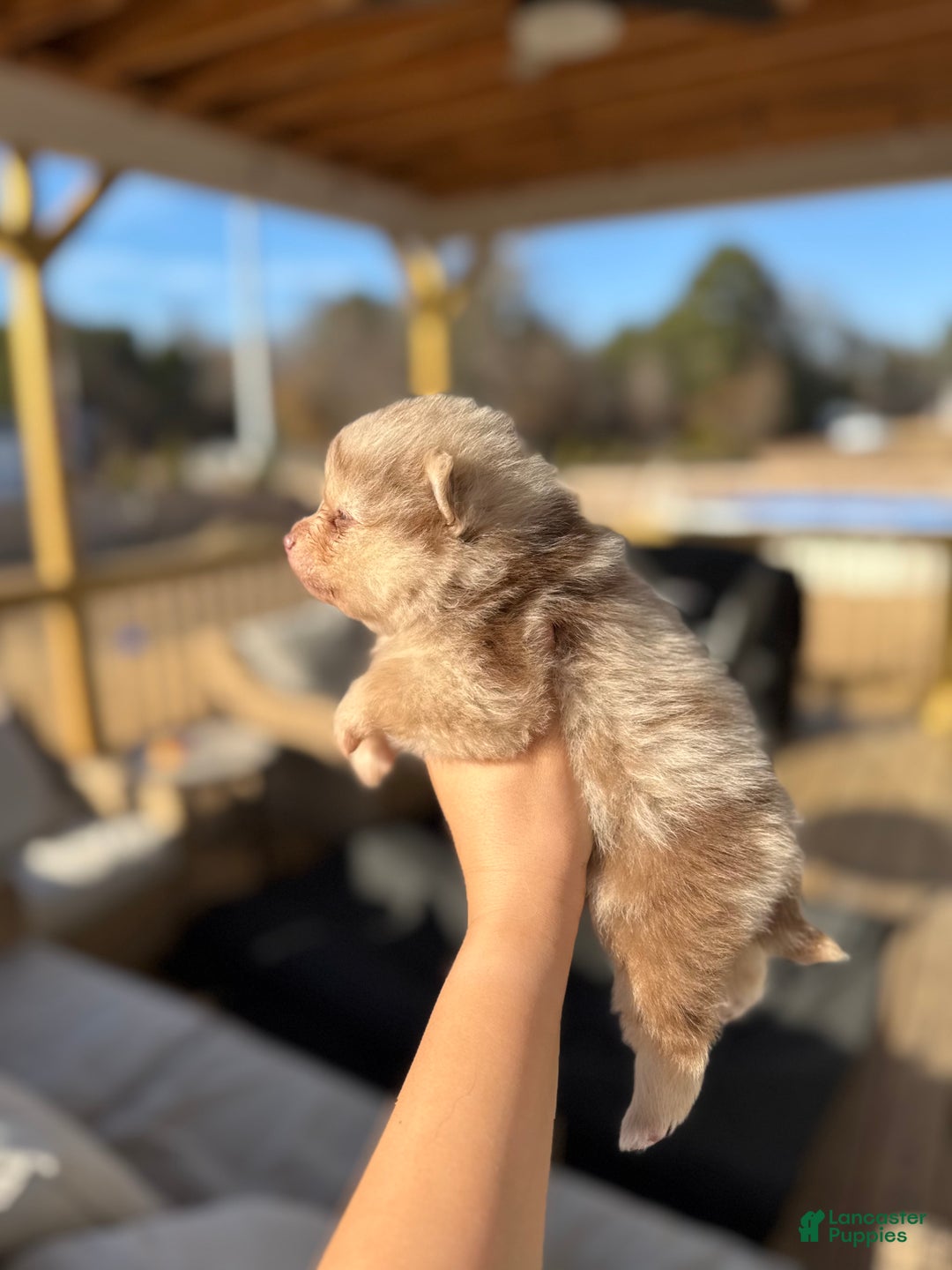 Mixed Breed dogs for sale: Nakoa - Ad 2