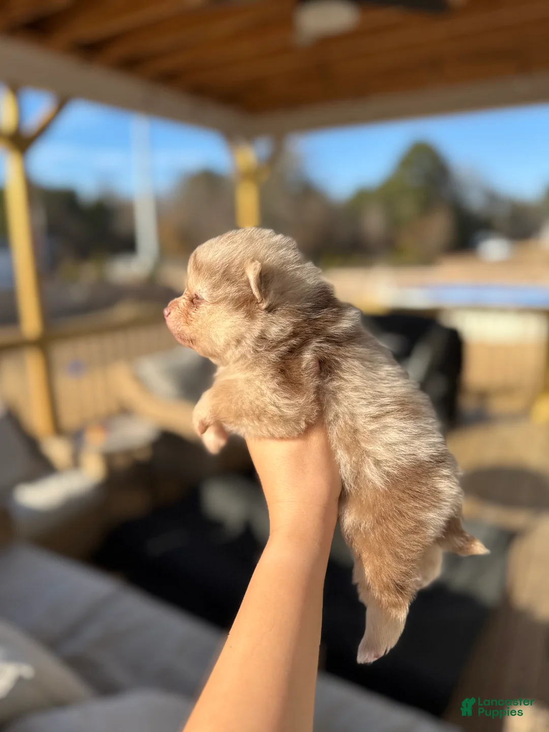 Mixed Breed dogs for sale: Nakoa - Ad 7