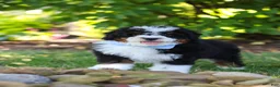 Mini Bernedoodle dogs for sale: Tucker - Ad 10