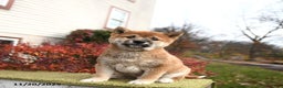 Shiba Inu dogs for sale: Freddie - Ad 2