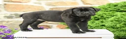 Cane Corso dogs for sale: Cali  - Ad 3
