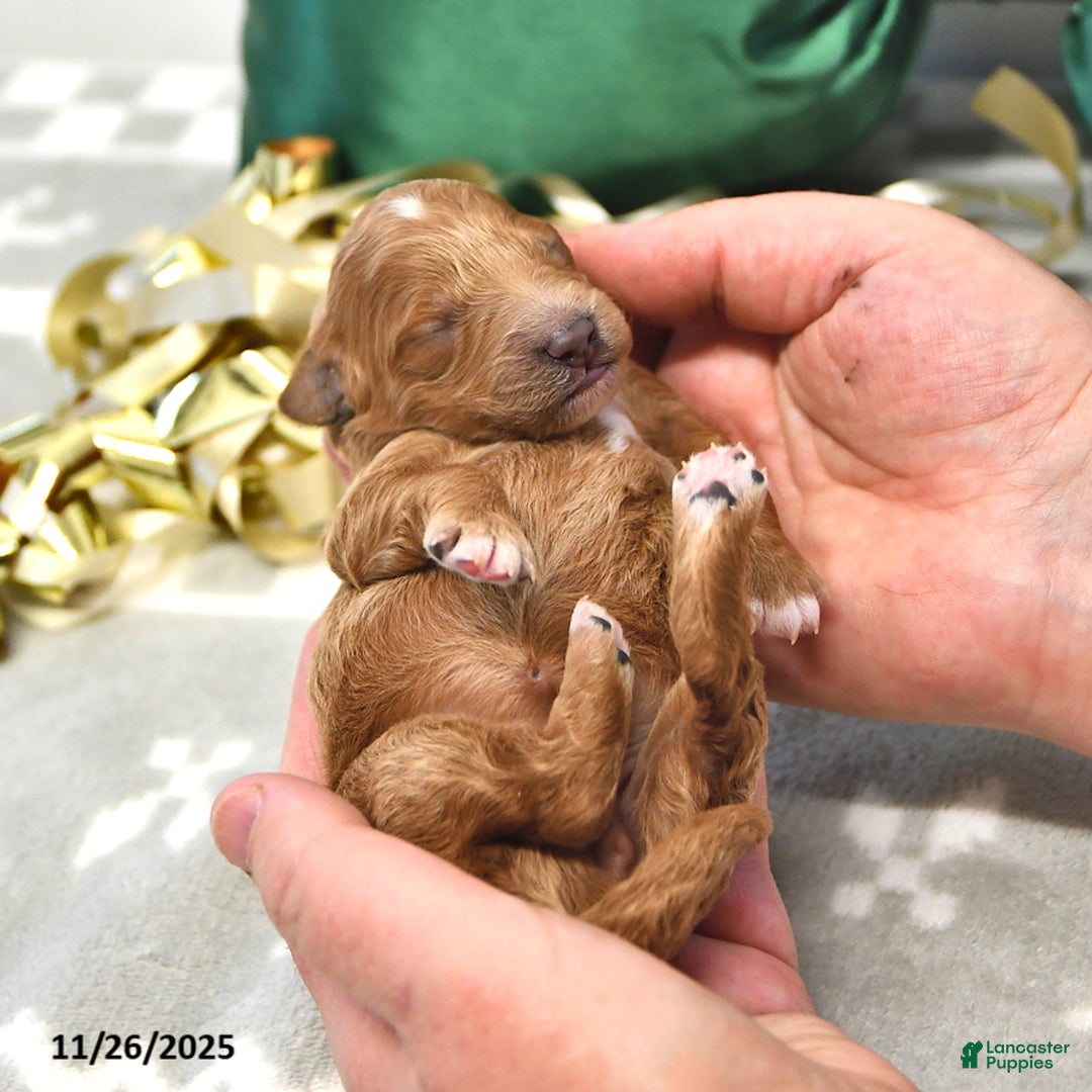 Mini Goldendoodle dogs for sale: Felicity - Ad 1