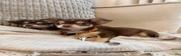 Chihuahua dogs for sale: Chocolate 4lbs fully grown - Ad 3