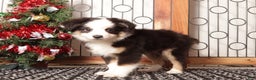 Miniature Australian Shepherd dogs for sale: Blaze  - Ad 4