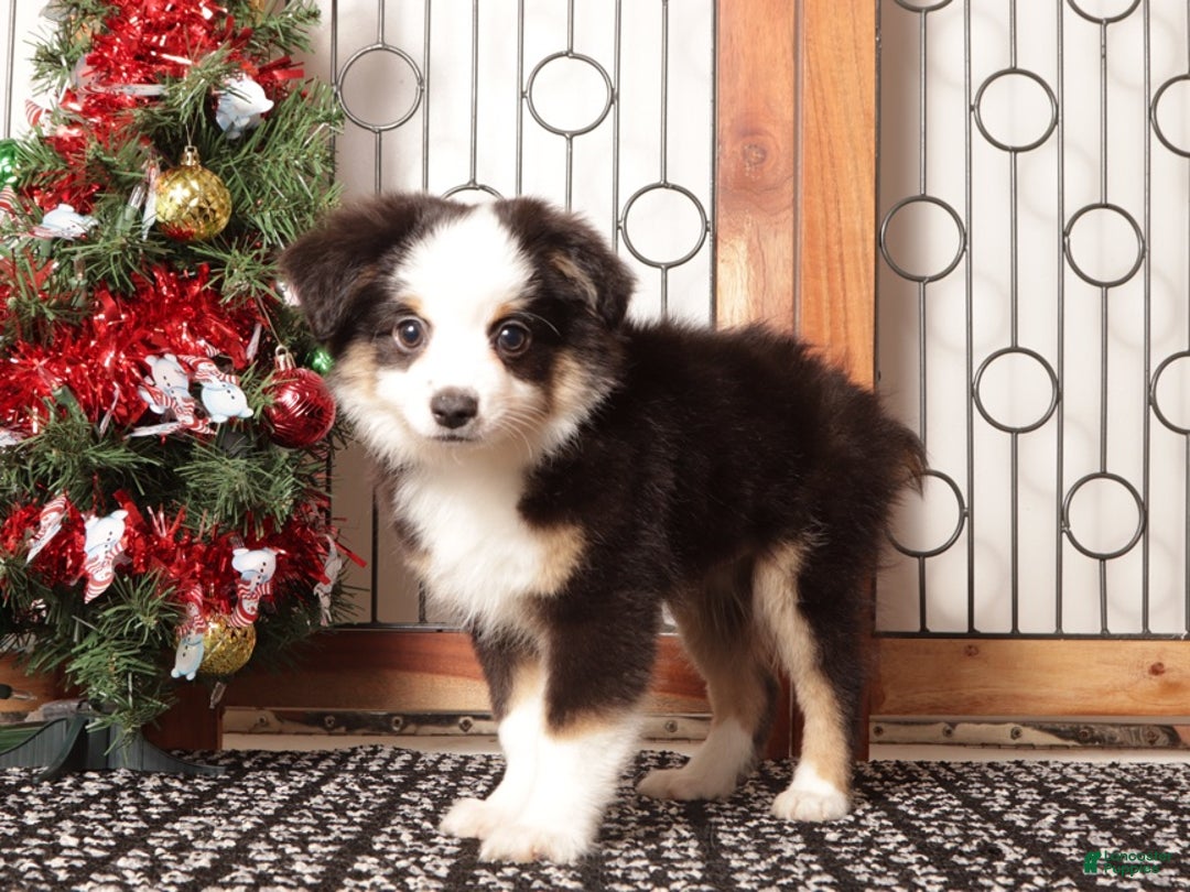Miniature Australian Shepherd dogs for sale: Blaze  - Ad 4
