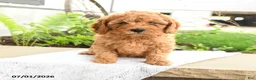 Miniature Poodle dogs for sale: Cuddly - Ad 1