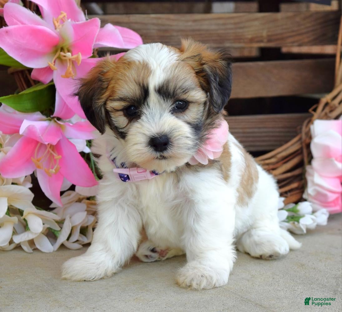 Shih Tzu Bichon Beagle Mix Dogs Shih Tzu Beagle Cross Bichon Frise