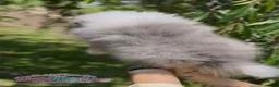 Pomeranian dogs for sale: Dumpling - Ad 5