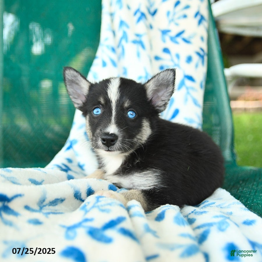 Pomsky dogs Montgomery - Ad 2