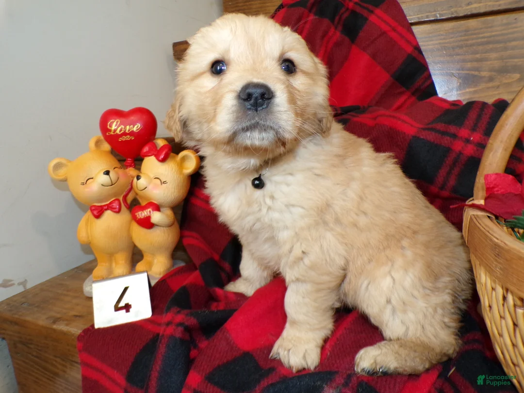 Golden Retriever dogs for sale: Golden Retriever Puppy 4 Dusty - Ad 2