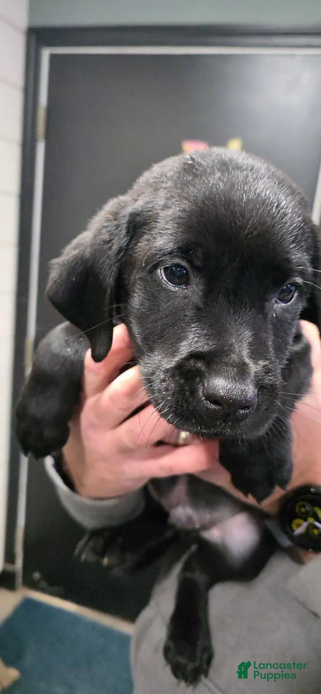 Labrador Retriever dogs for sale: Schroeder - Ad 1