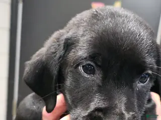 Labrador Retriever dogs Schroeder - Ad 36