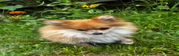 Pomeranian dogs for sale: Pomeranian 1 - Ad 3
