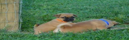 Jug dogs for sale: Olivia - Ad 3