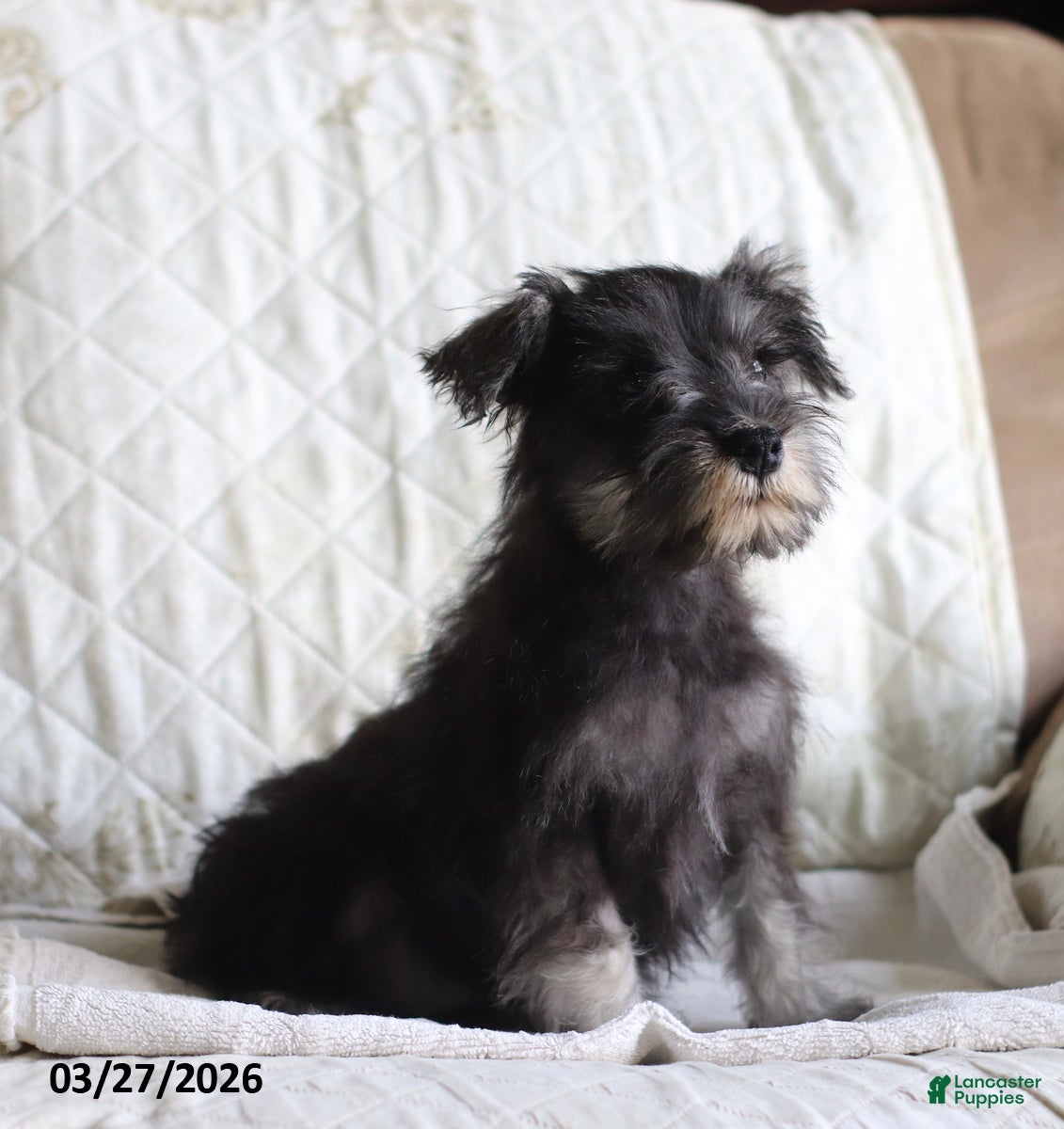 Miniature Schnauzer dogs Sarah - Ad 2