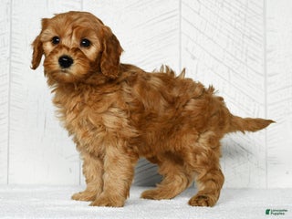 Mini Goldendoodle dogs - Ad 37