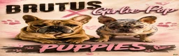 French Bulldog dogs for sale: French Bulldog 2 - Ad 2