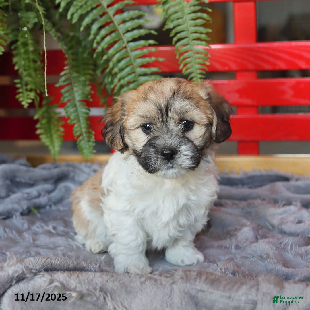 Teddy Bear dogs for sale: Tilly - Ad 1