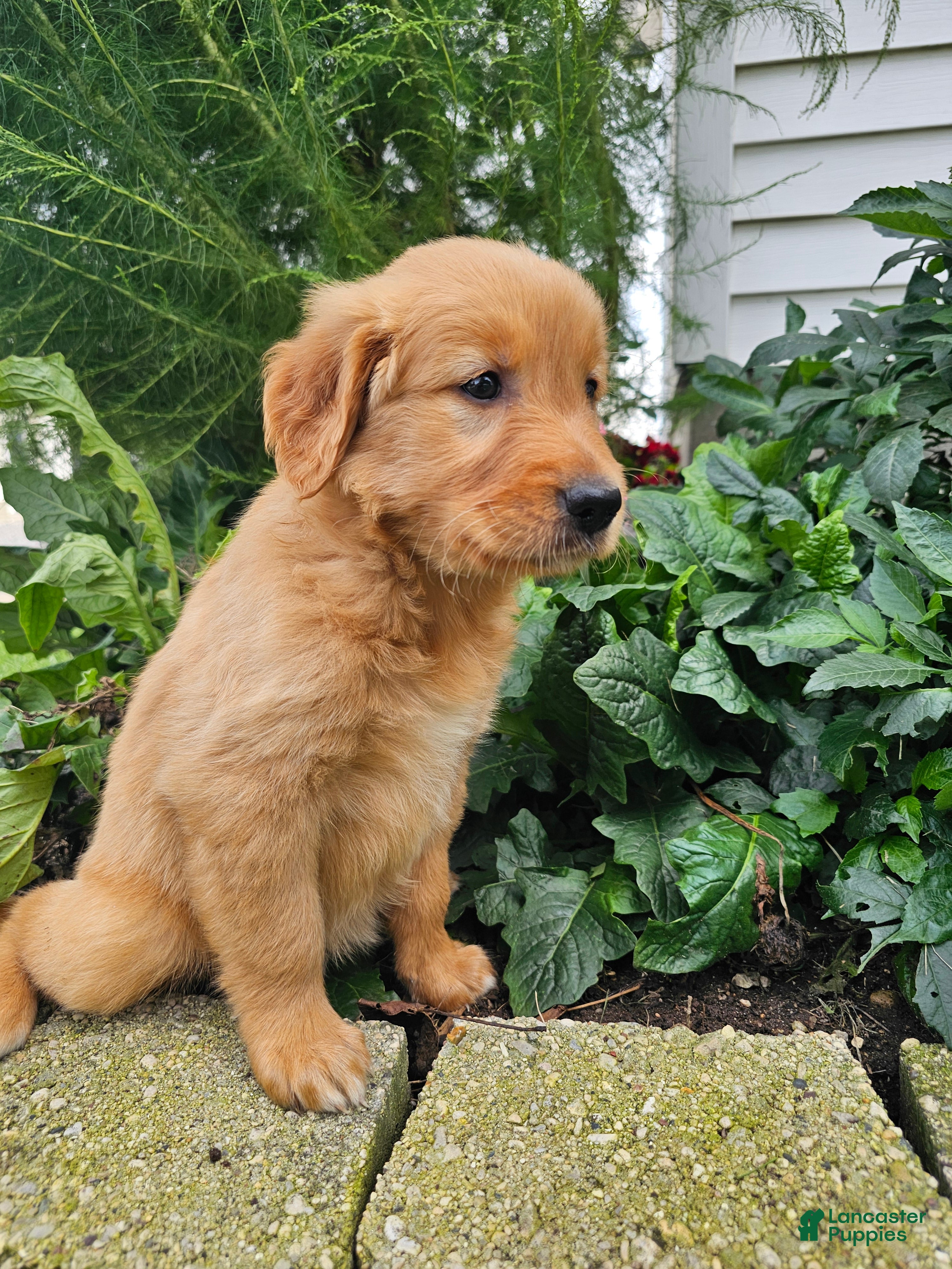 Kara (Golden Retriever, Female) in Nappanee, IN