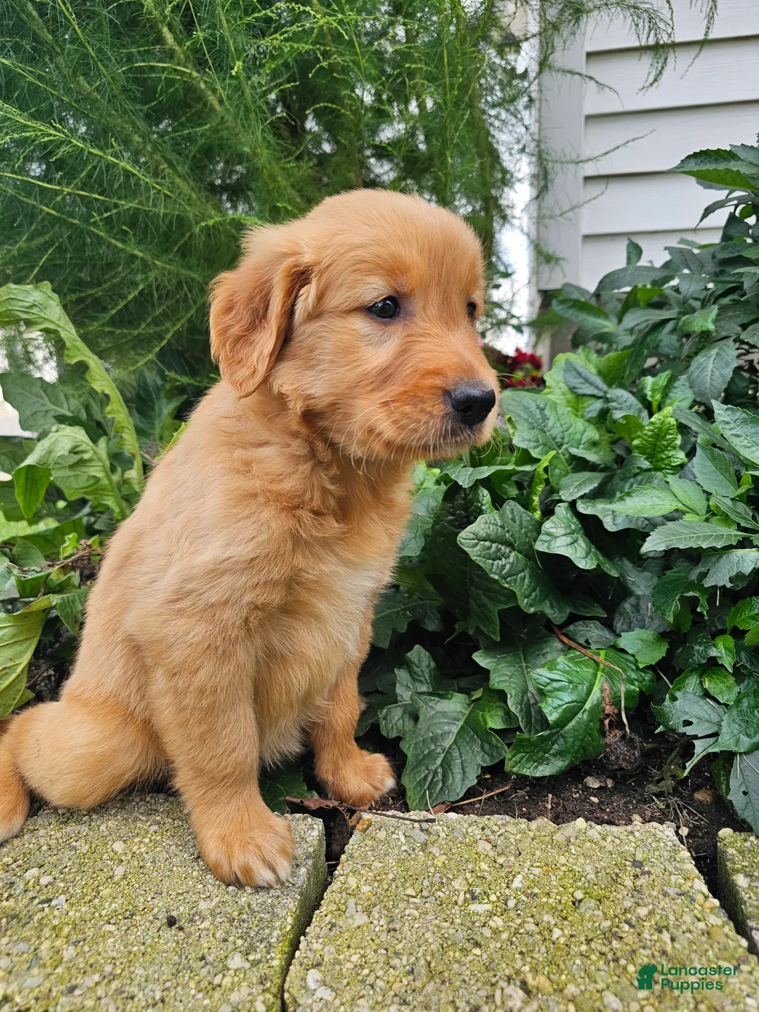 Golden Retriever dogs for sale: Kara - Ad 1