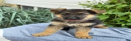 German Shepherd dogs for sale: Georgia - Ad 11