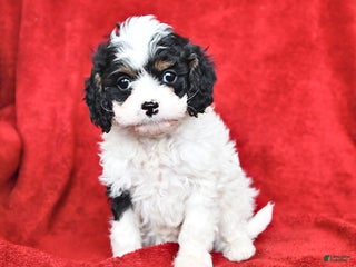 Cavapoo dogs Greta - Ad 28