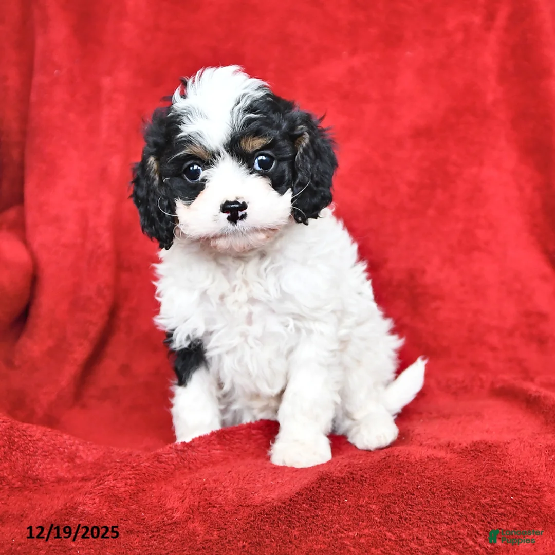 Cavapoo dogs for sale: Greta - Ad 1