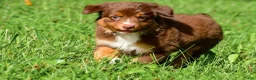 Miniature Australian Shepherd dogs for sale: Izzy - Ad 11