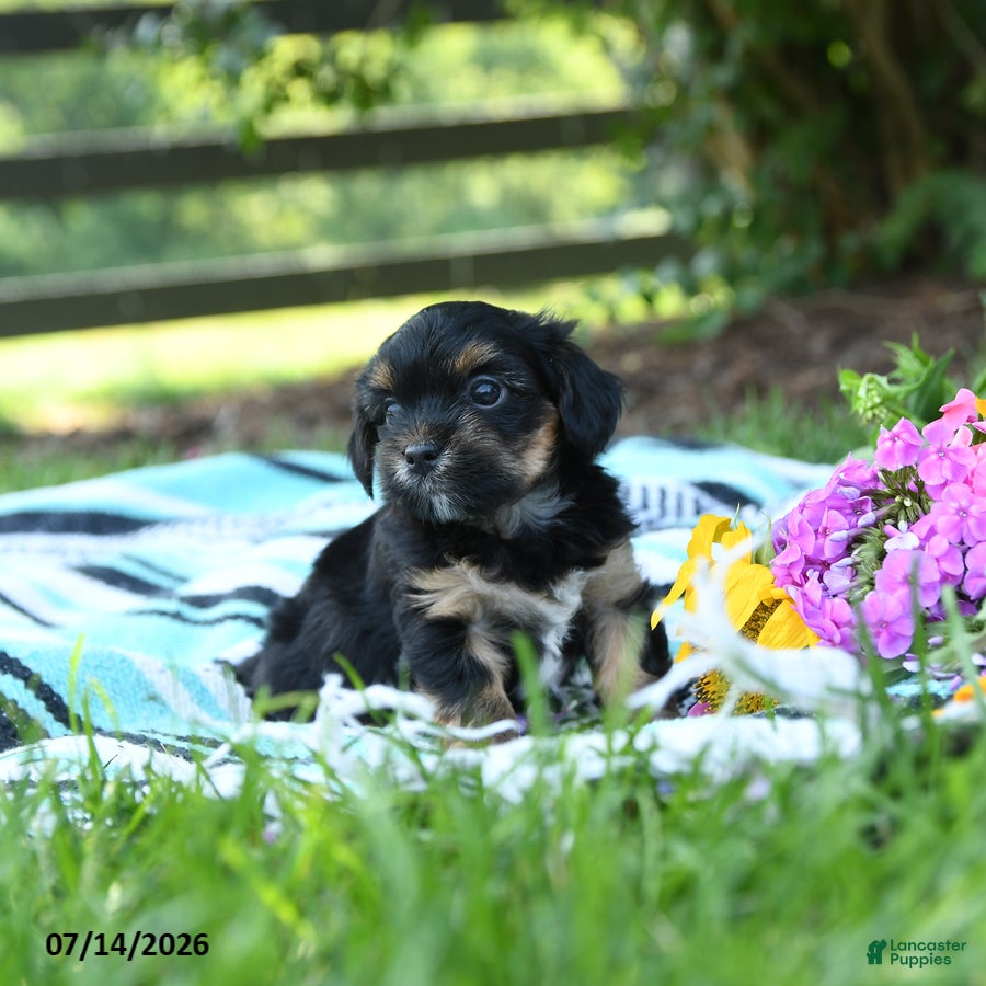 Mixed Breed dogs Major - Ad 2