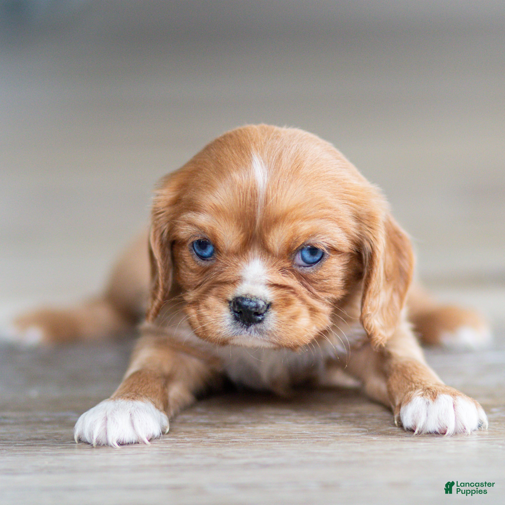 Cavalier King Charles Spaniel dogs Twinkle Cavalier King Charles Spaniel Puppy  - Ad 2