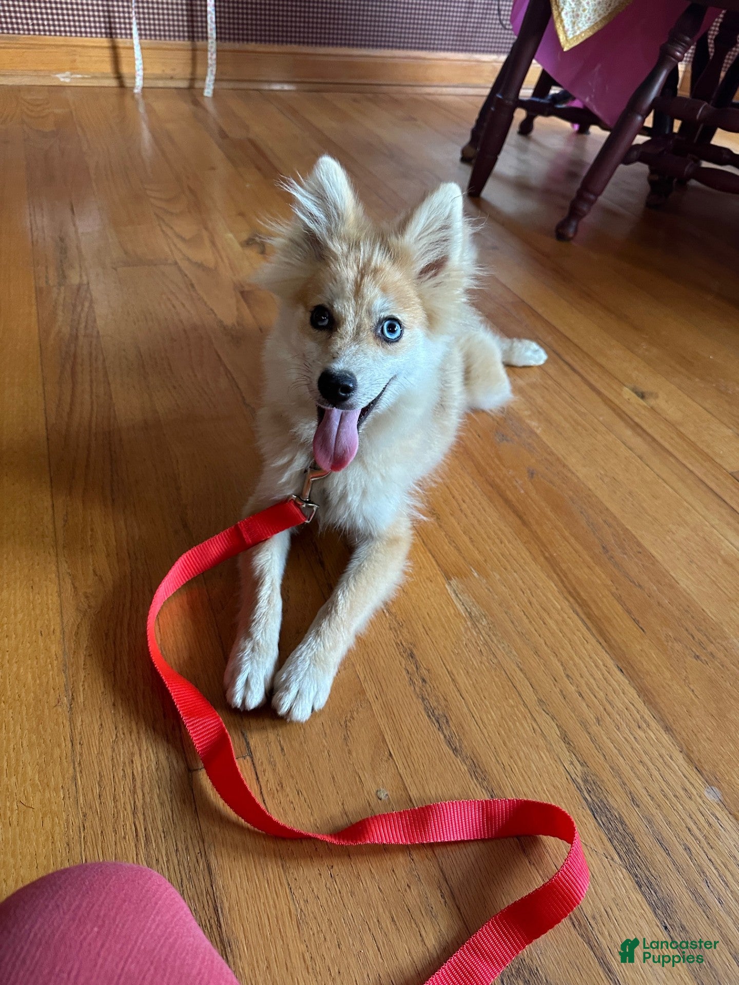 Pomsky dogs Reese - Ad 17