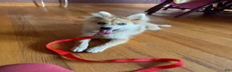 Pomsky dogs for sale: Reese - Ad 1
