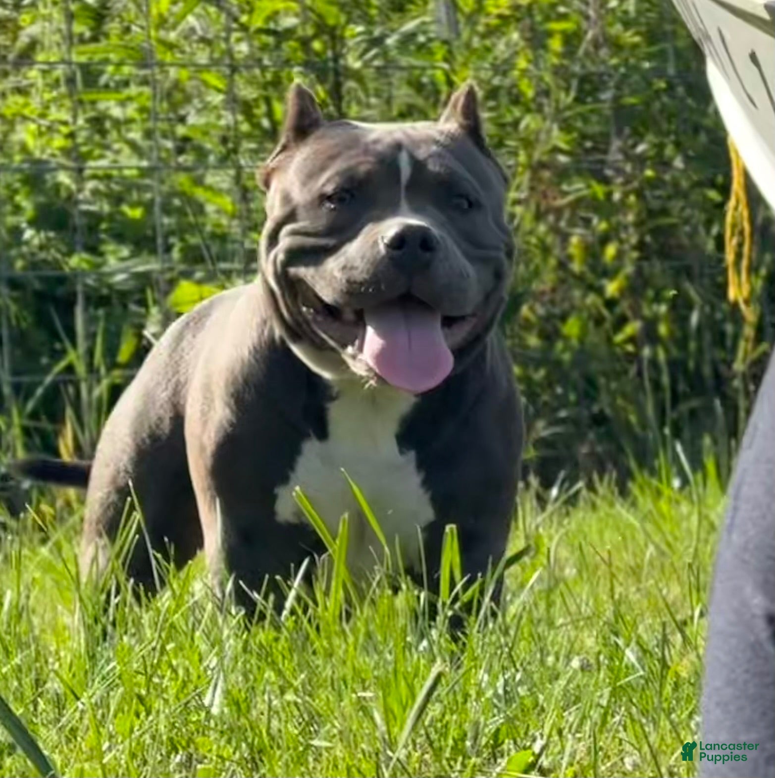 American Bully dogs Heavy D - Ad 2