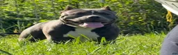 American Bully dogs for sale: Heavy D - Ad 2