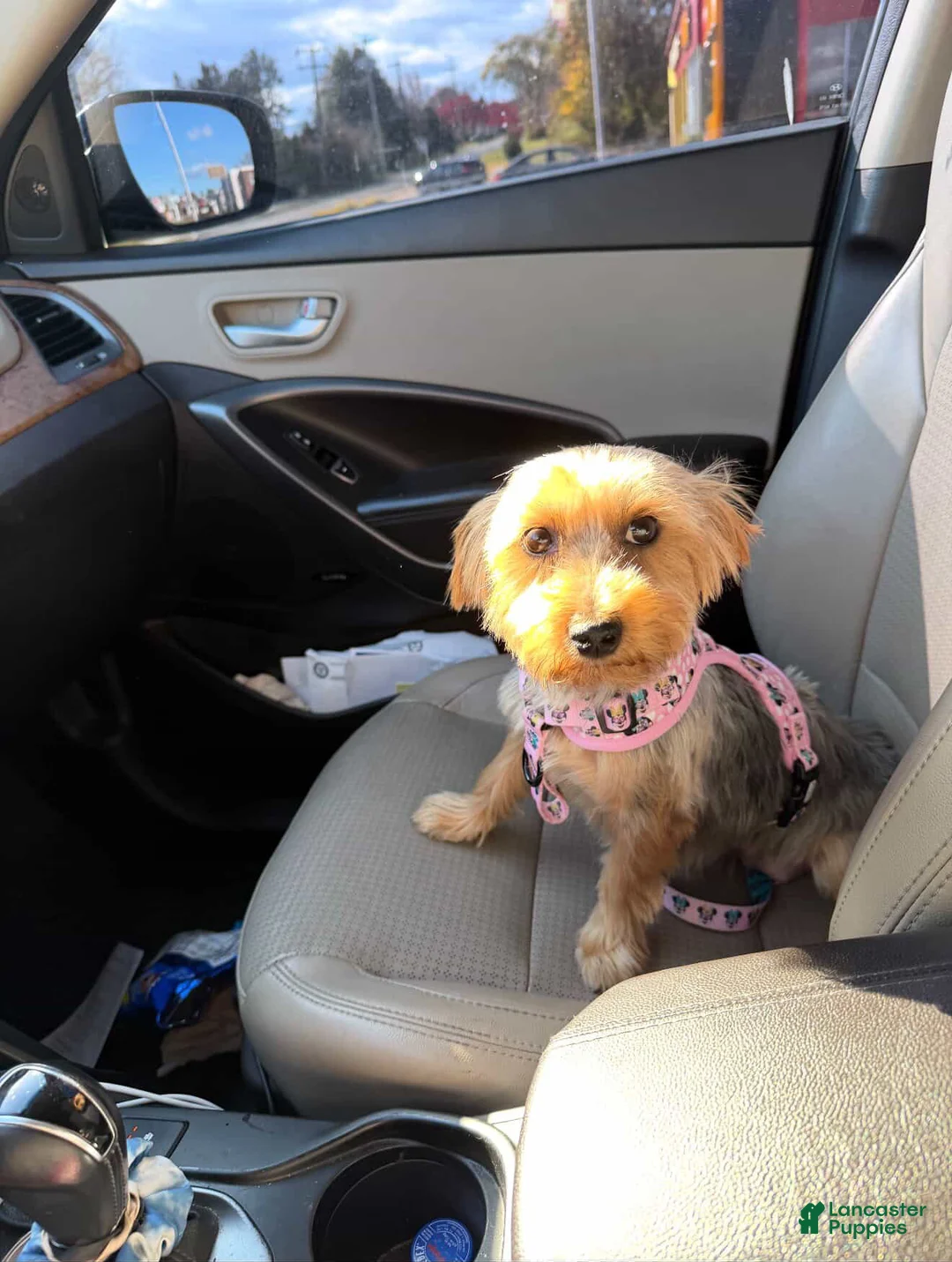 Yorkshire Terrier dogs for sale: Daisy  - Ad 5