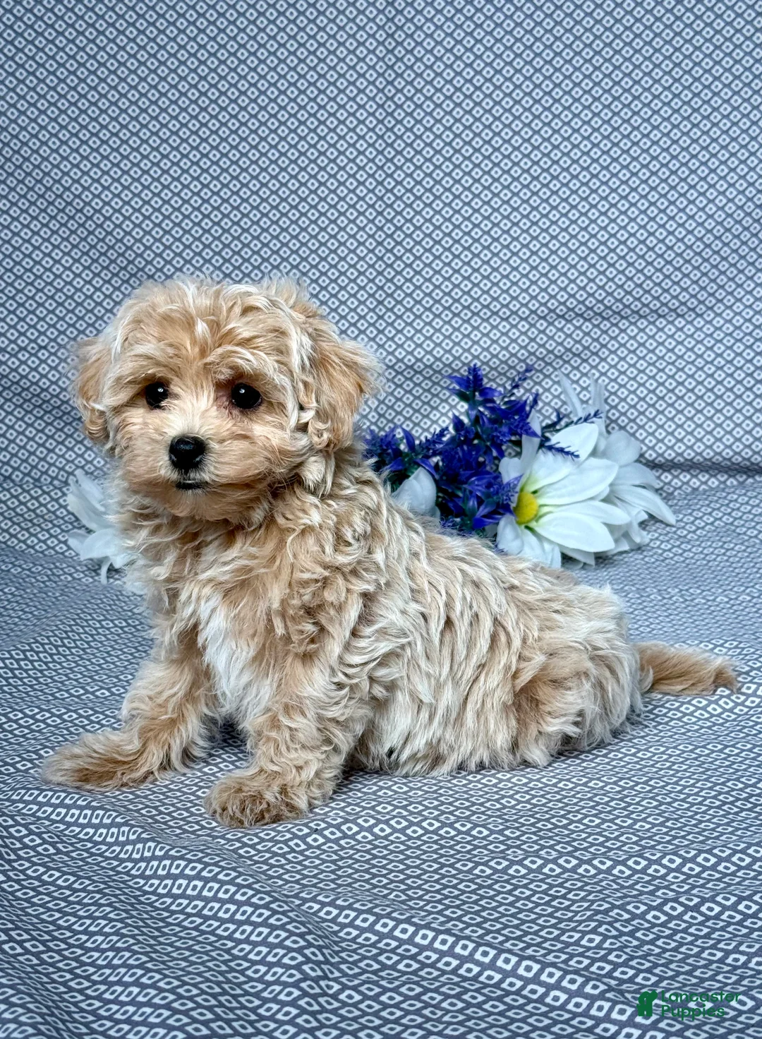 Maltipoo dogs for sale: Debbie - Ad 2