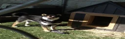 Shiba Inu dogs for sale: Champion - Ad 8