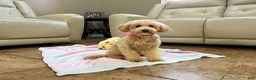 Maltipoo dogs for sale: Aurora - Ad 4