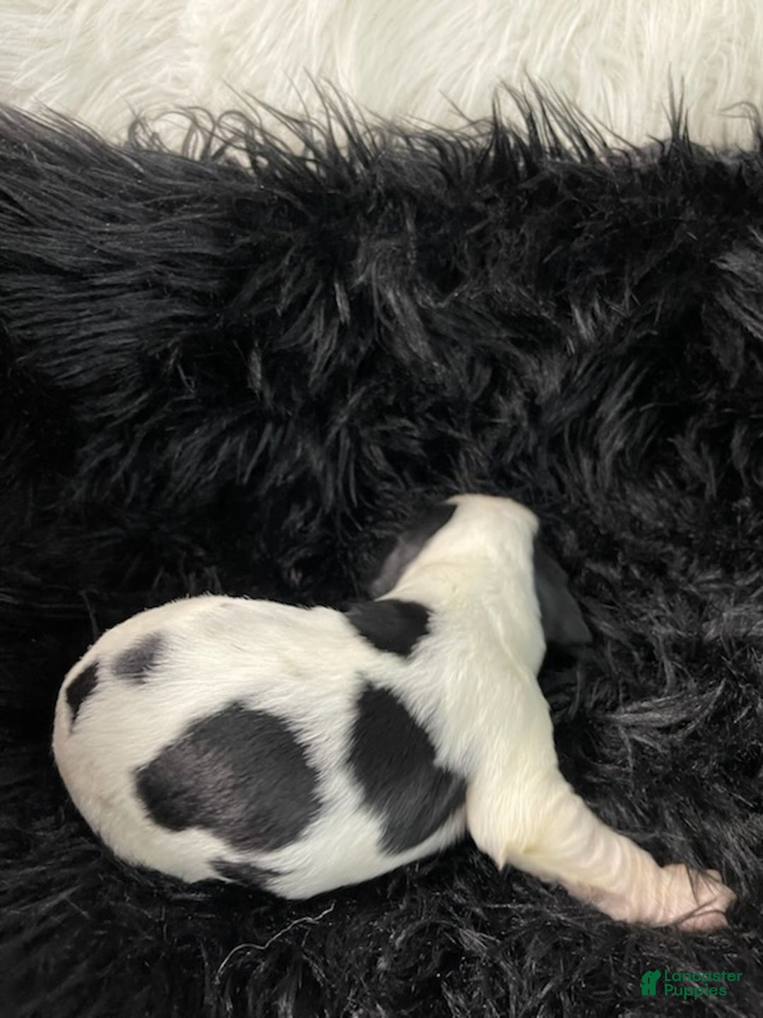 English Springer Spaniel dogs for sale: Gravy - Ad 6