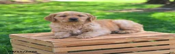 Golden Retriever dogs for sale: Maverick - Ad 2