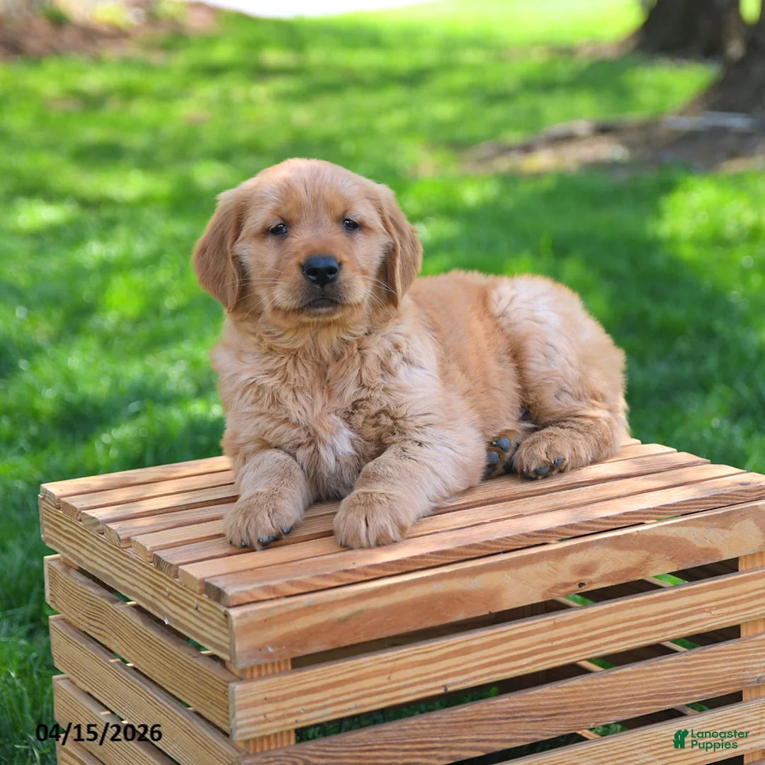 Golden Retriever dogs for sale: Maverick - Ad 2