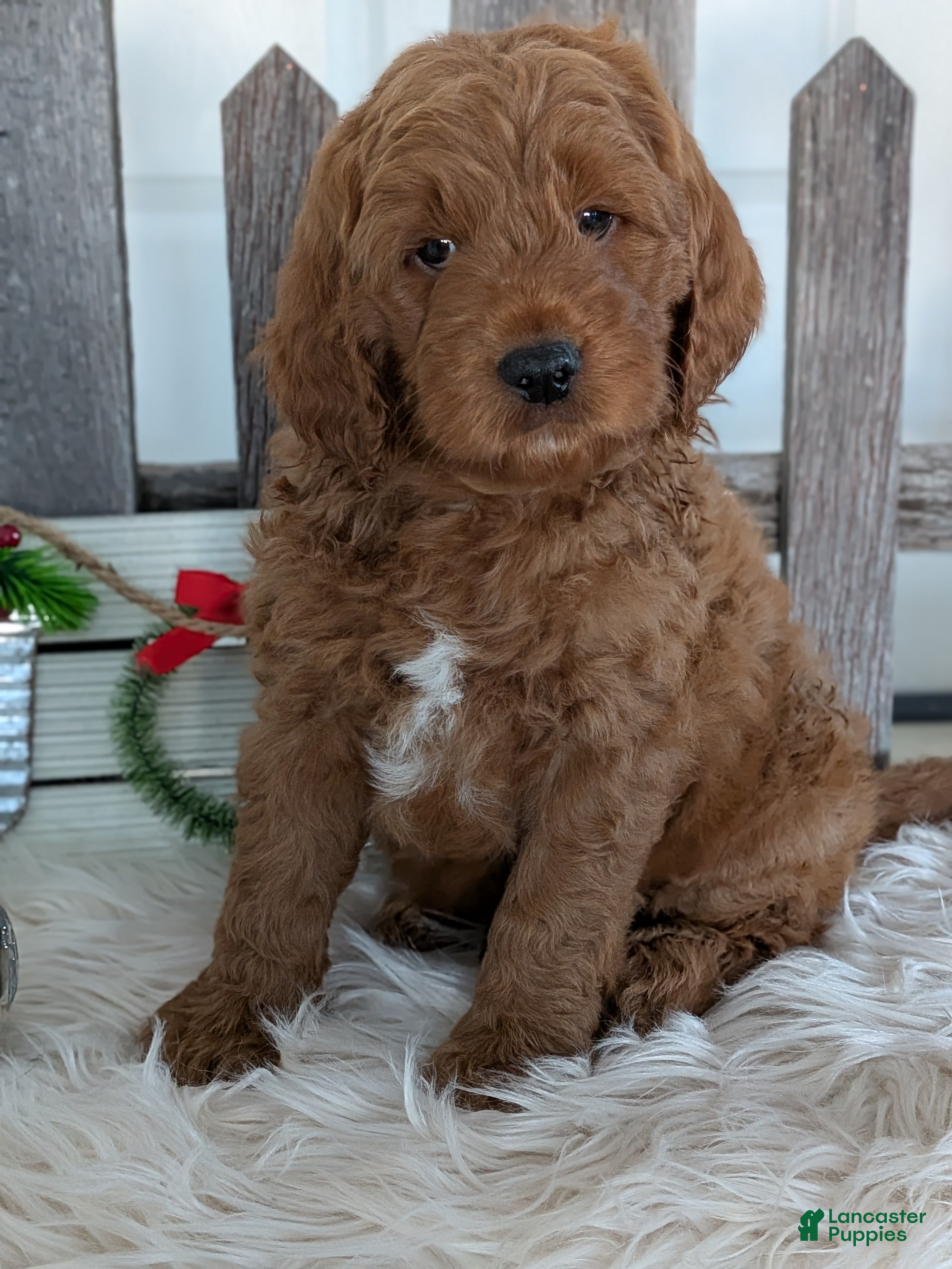 Goldendoodle dogs Rover  - Ad 10