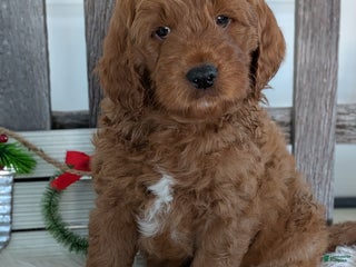 Goldendoodle dogs Rover - Ad 10