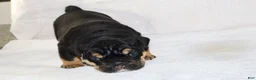 English Bulldog dogs for sale: Marla - Ad 3